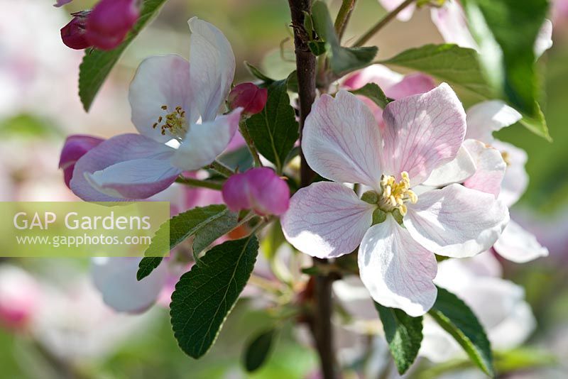 Malus 'Braeburn' en fleur - Fleur de pommier