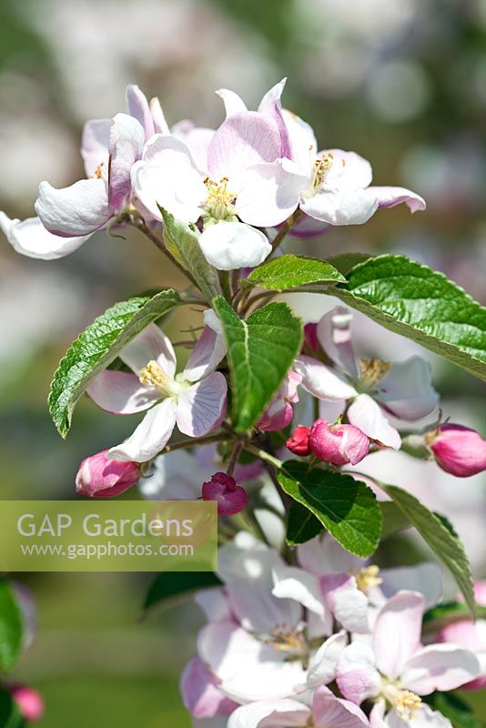 Malus 'Braeburn' en fleur - Fleur de pommier