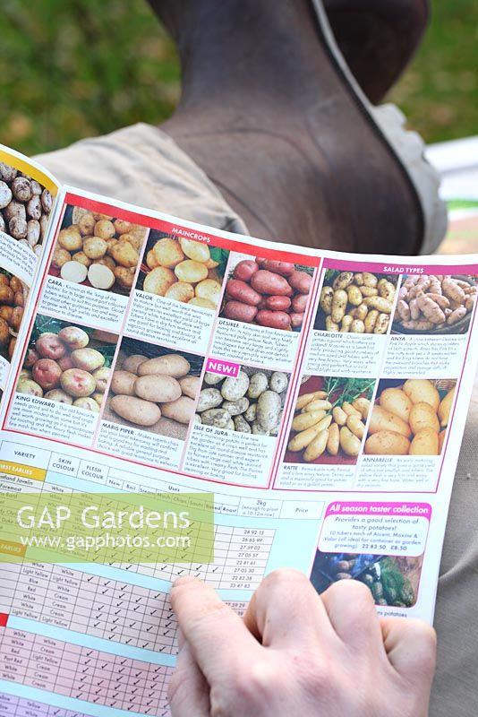Jardinier mâle sélectionnant des variétés de pommes de terre dans un catalogue de semences