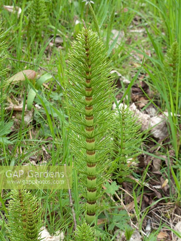 Equisetum 'Marestails' Mauvaises herbes très envahissantes et difficiles à éradiquer.