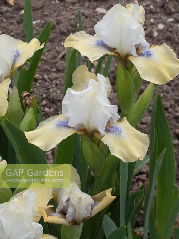 Iris 'Pale Shades'