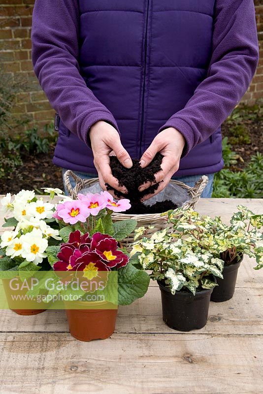 Planter un cadeau de fête des mères de Primula à fleurs simples mixtes et Hedera panaché