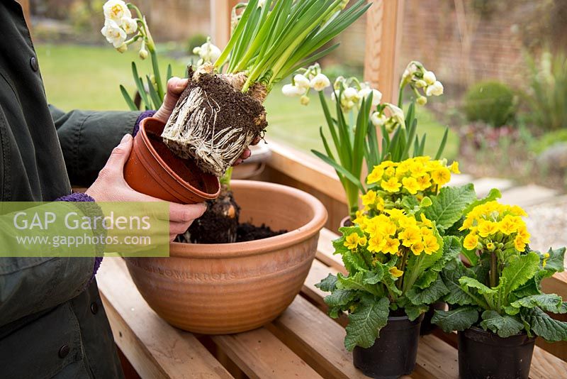 Plantation en pot étape par étape de Narcisse 'Bridal Crown' et Primula veris