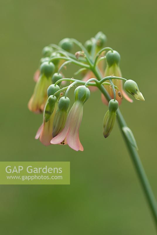 Fleurs de Bryophyllum