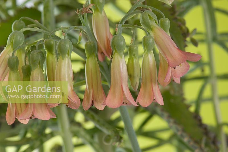 Bryophyllum à fleurs