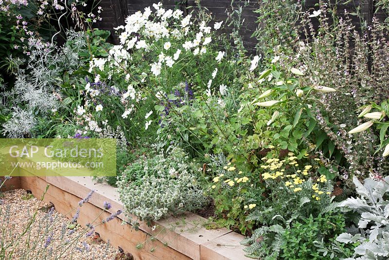 Parterre de fleurs blanc en parterre de bois surélevé, avec Lys, Senecio vira vira, Cosmos, Salvia turkestanica, Achillea 'Anthea' et Ballota acetabulosa - Gosselin Road