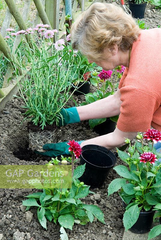 Femme plantant un nouveau parterre de fleurs avec des dahlias et des argyranthemums, en prenant soin de conserver une croissance racinaire saine