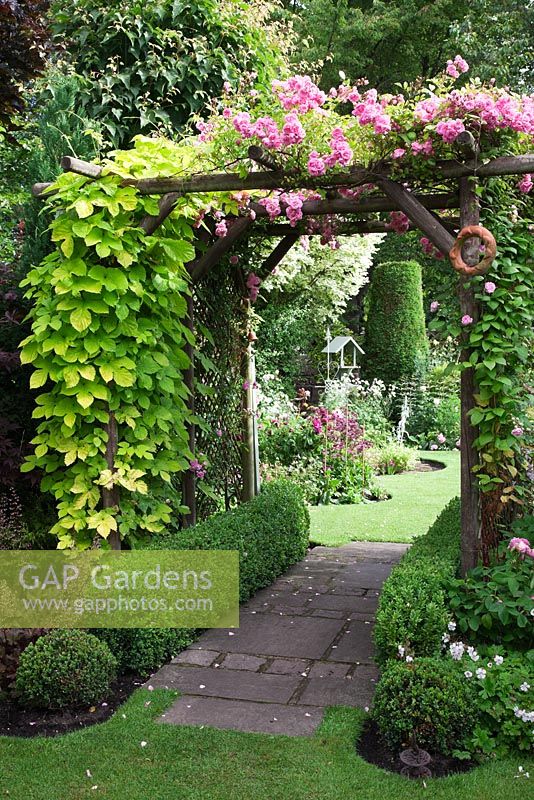 Arc couvert de Rosa 'Super Fairy', Clematis 'Josephine' et Humulus lupulus 'Aureus' avec parterres de fleurs Buxus et boules Buxus - Golden Hop - Garden Neighbors