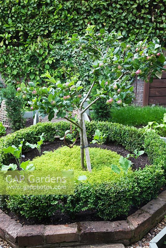 Buxus central bordé de briques - Cercle rond avec petit pommier sous-planté de Thym doré et de Brassicas - Jardin des voisins