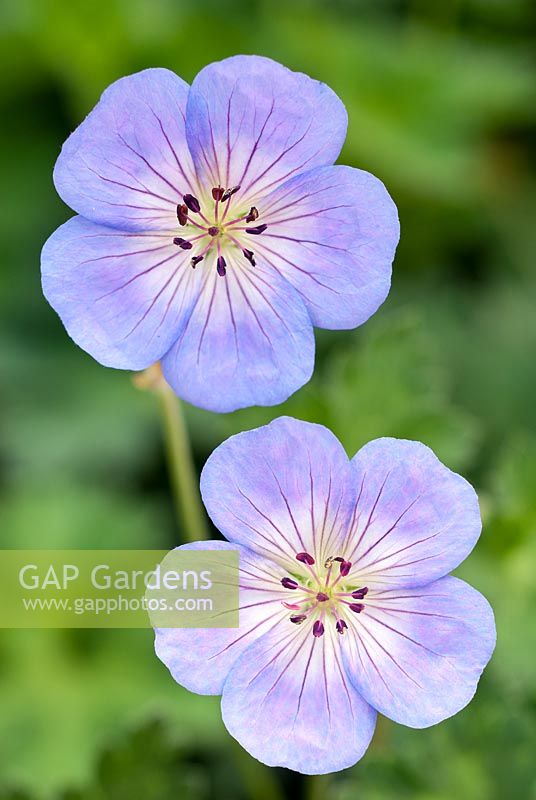 Géranium 'Azure Rush'