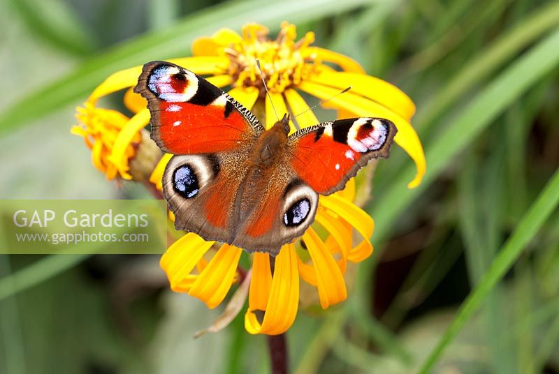 Inachis io - Papillon paon sur fleur de Ligularia dentata