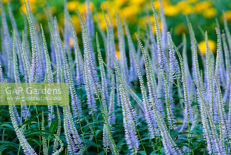 Veronicastrum virginicum 'Lavendelturm' - Racine noire en juillet