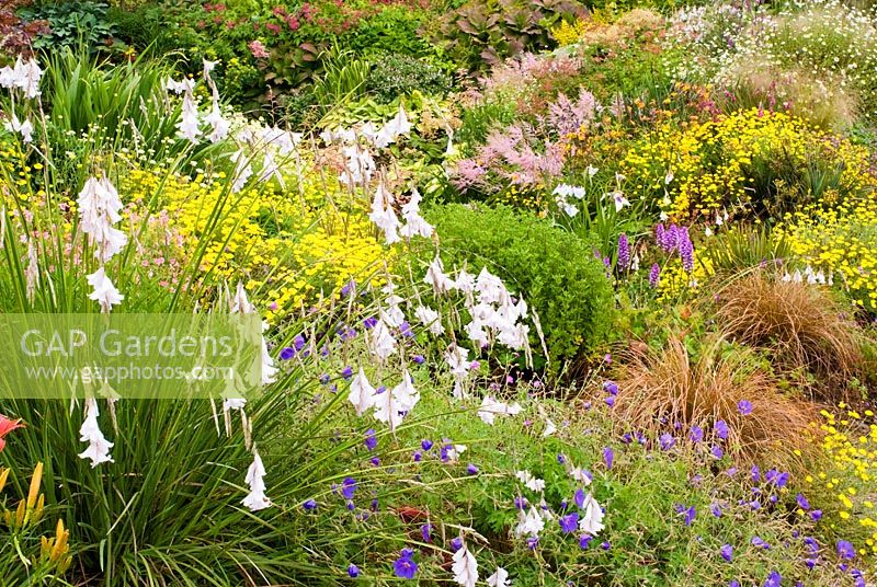 Dierama 'Guinevere', Hemerocallis 'Pink Damask', Geranium 'Orion' et Anthemis tinctoria nain forment au-delà - Wildside garden