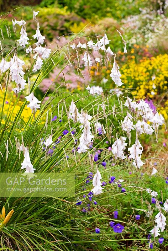 Dierama 'Guenièvre', Géranium 'Orion' et Anthemis tinctoria nain forment au-delà - Wildside garden