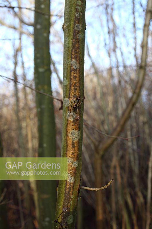Chalara fraxinus - Infection de dépérissement des cendres sur les jeunes arbres s'étendant de haut en bas du tronc à partir du point d'infection