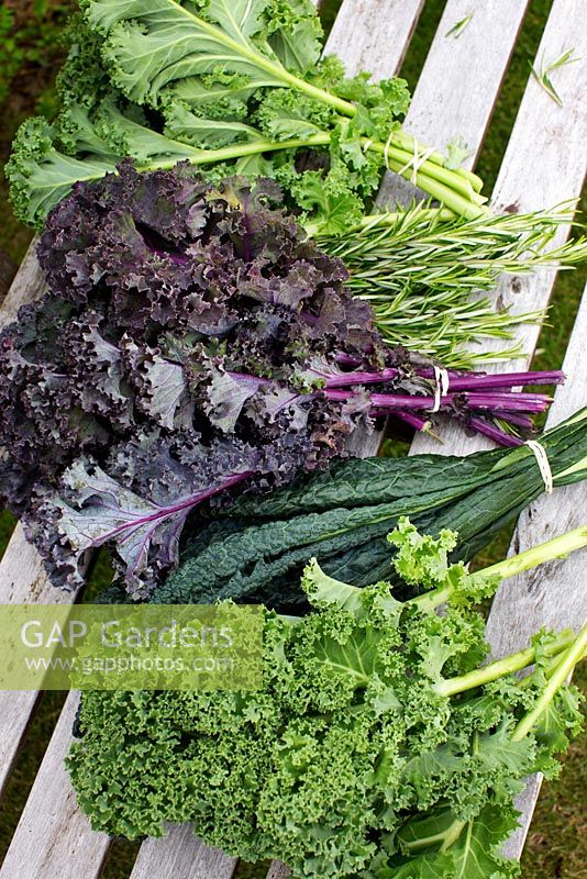 Brassica oleracea, Kale 'Westland Winter', Kale 'Scarlet', Kale 'Nero di Toscana' et romarin sur banc de jardin