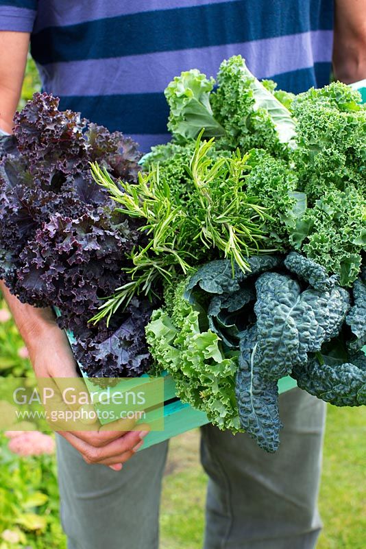 Homme tenant une caisse de Brassica oleracea, Kale 'Westland Winter', Kale 'Scarlet', Kale 'Nero di Toscana' et romarin