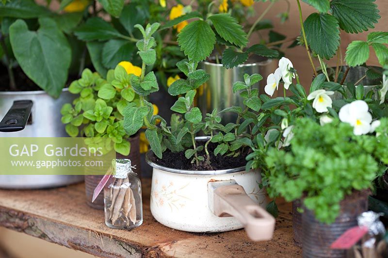 Herbes en pots - Détail de la merveilleuse médecine de George, conçu par l'école primaire Burlish Park, Malvern Spring Gardening Show 2012