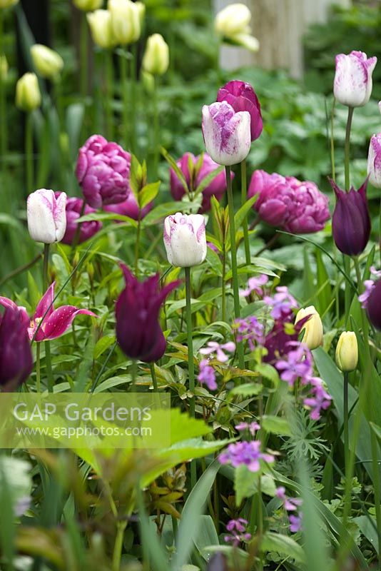 Tulipa 'Bourgogne', Tulipa 'Spring Green', Tulipa 'Blue Diamond', Tulipa 'Shirley' poussant avec Lunaria annua