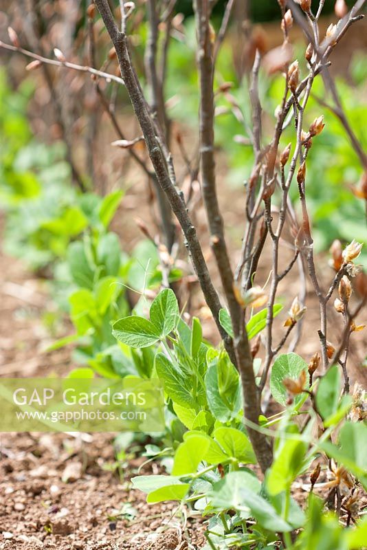 Pisum sativum - Pois en parterre de fleurs surélevé soutenu par des rameaux
