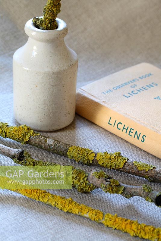 Un livre d'observateurs de lichens, vieux pot et brindilles avec lichen sur lin