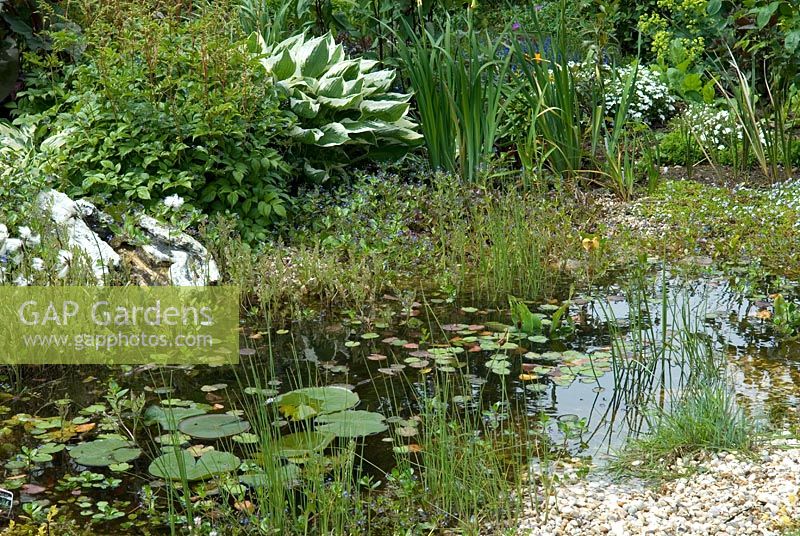 Petite piscine faunique avec plantation marginale et parterre de fleurs structurelles contenant Hostas et Astilbes - Open Gardens Day 2012, Westleton, Suffolk