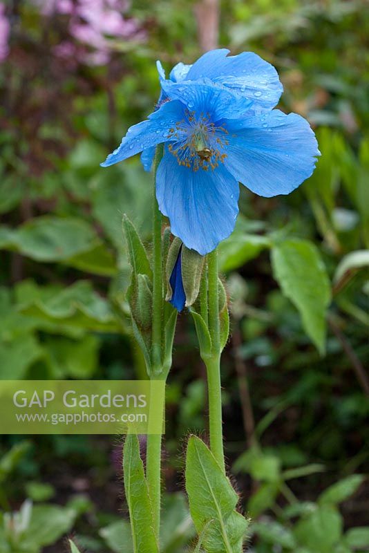 Meconopsis 'Lingholm' Fertile Blue Grp syn Meconopsis grandis ou Meconopsis x sheldonii