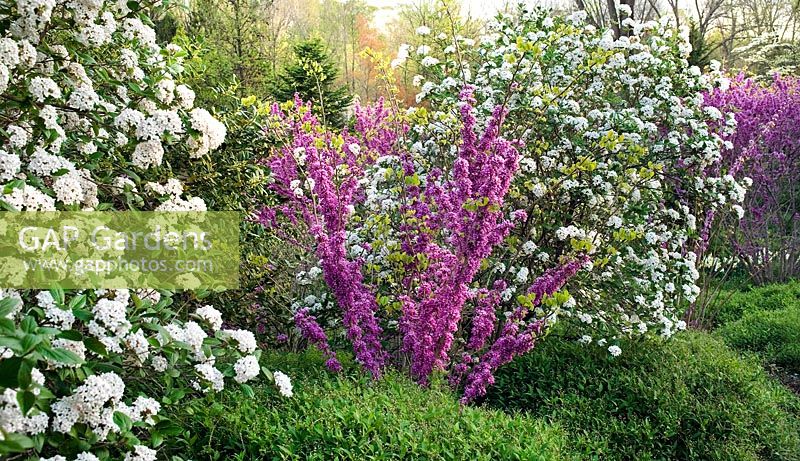 Viburnum carlesii avec Cercis chinensis 'Don Egolf' - Chanticleer Garden, PA, USA