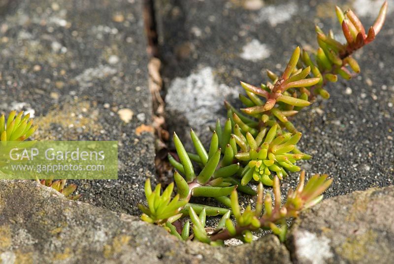 Semis de sedum dans la fissure du chemin