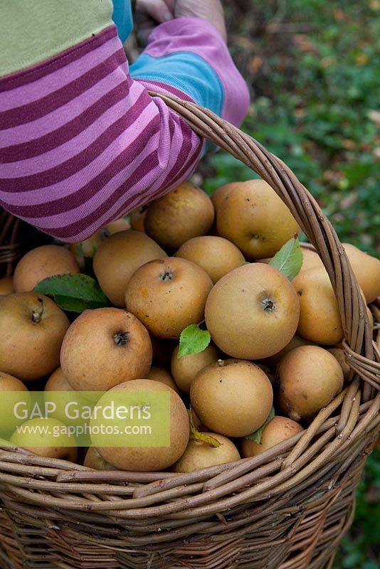 Récolte de pommes 'Egremont Russett' dans un panier en osier