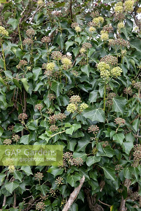 Hedera - Ivy anglais montrant le feuillage adulte, feuilles non lobées