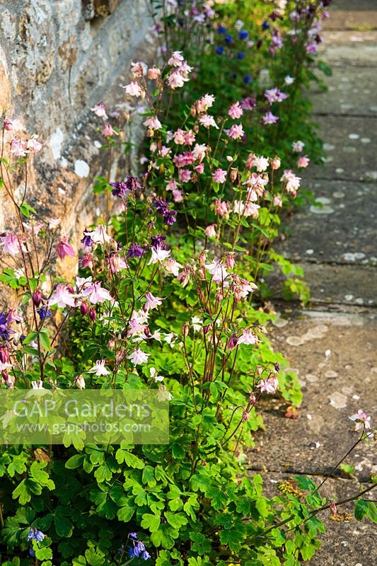 Aquilegias auto-ensemencées dans le jardin de la cour à côté de la maison - Le vieux presbytère