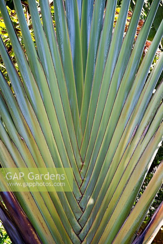 Ravenala madagascariensis - Voyageurs Palm