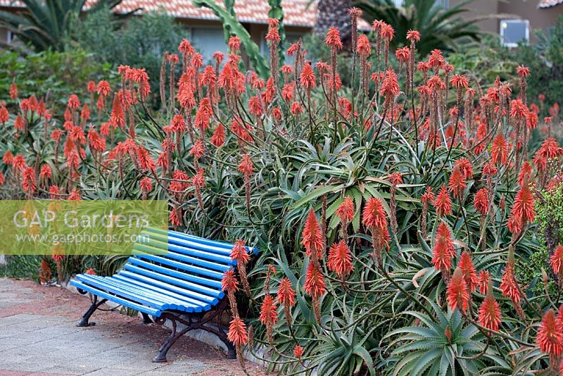 Parterre d'Aloe arborescens contre banc bleu