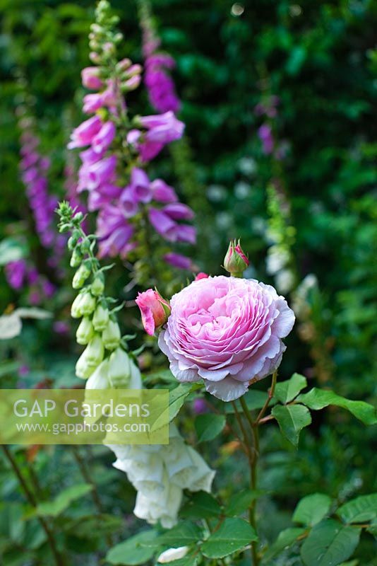 Rosa 'James Galway' et Digitalis