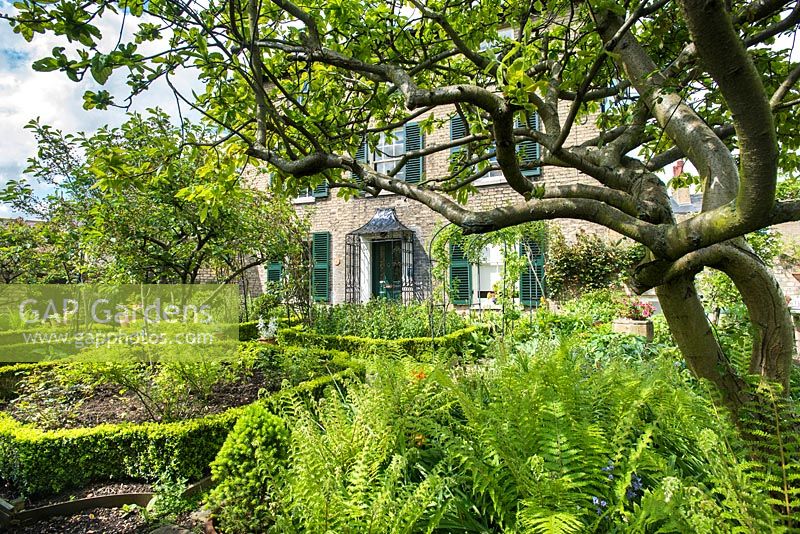 Un jardin de ville formel avec bordure de boîte, Dryopteris poussant sous un néflier - Rhadegund House, New Square, Cambridge