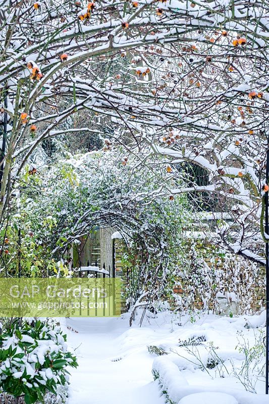Vue du jardin de la ville formelle avec chemin d'accès à la porte du jardin en hiver avec bordure de boîte et cynorrhodons de Rosa 'Meg' poussant sur l'arche de jardin - Rhadegund House, New Square, Cambridge