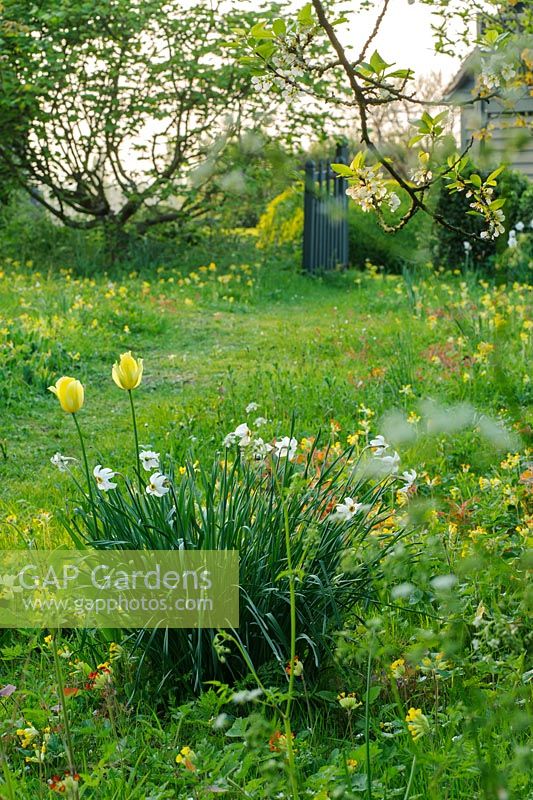 Narcissus poeticus var. recurvus dans un jardin sauvage avec des primevères naturalisées - The Mill House, Little Sampford, Essex