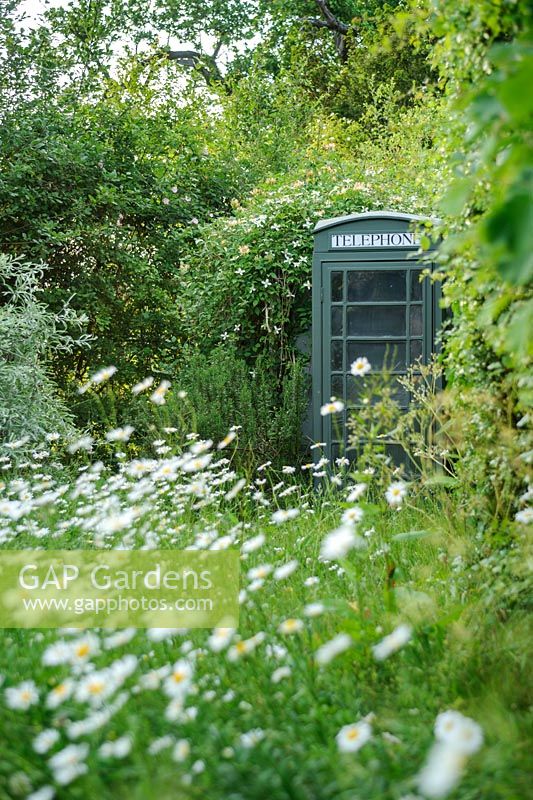 Faux GPO cabine téléphonique dans un jardin sauvage avec des marguerites oxeye - The Mill House, Little Sampford, Essex