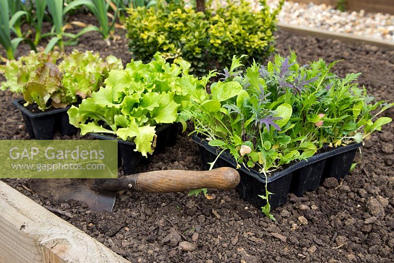 Plantation pas à pas de feuilles de salade orientales 'All Greens Mix', de laitue 'Webbs Wonderful' et de laitue 'Lollo Rossa'