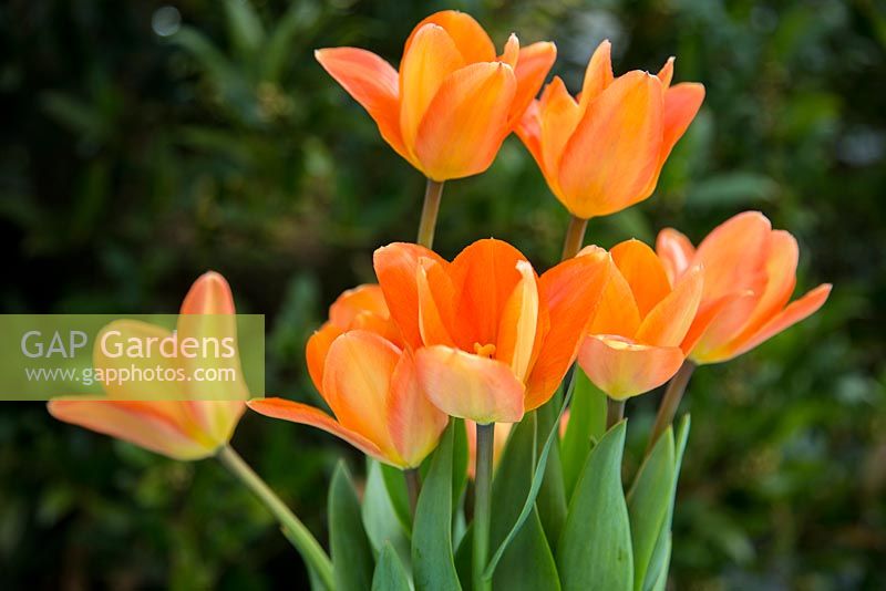 Tulipa 'Empereur Orange'