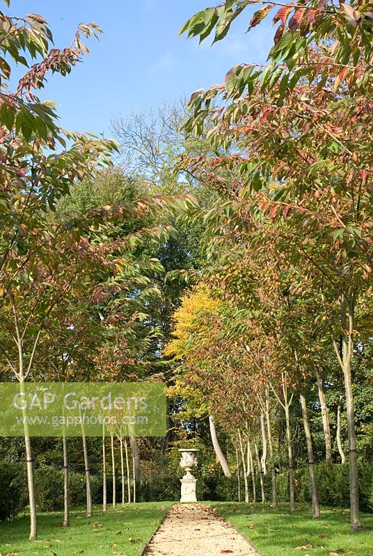 Prunus 'Ukon' - Promenade de cerisiers ornementaux avec des couleurs d'automne, chemin de gravier vers l'urne en pierre, début novembre