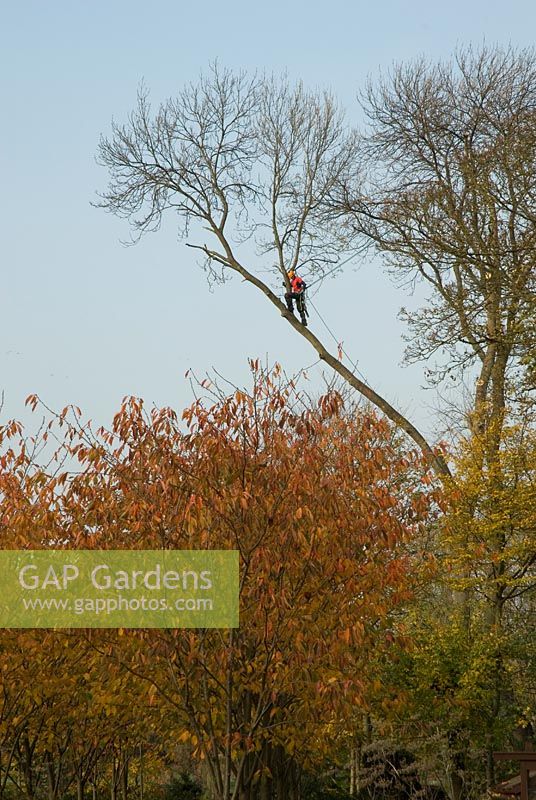 Chirurgien arboricole avec une tronçonneuse sur une branche haute, novembre - Swaffam Prior