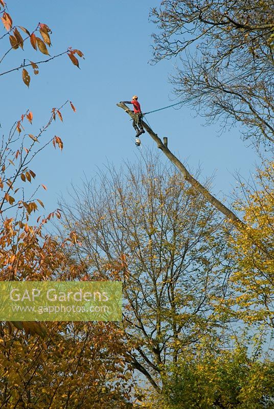 Chirurgien arboricole avec une tronçonneuse sur une branche haute, novembre