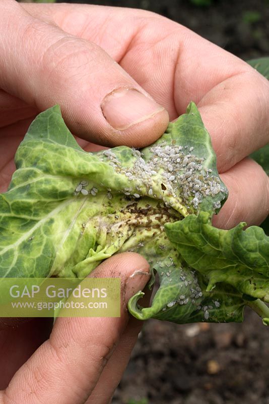 Brassica oleracea 'Germination pourpre tardive' - Examen des pucerons du chou farineux sur une plante de brocoli biologique