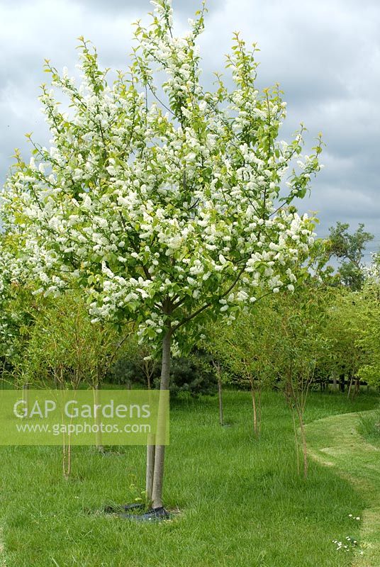 Pruns padus - Jeune arbre avec des nattes pour supprimer les mauvaises herbes en mai, Cambridgeshire
