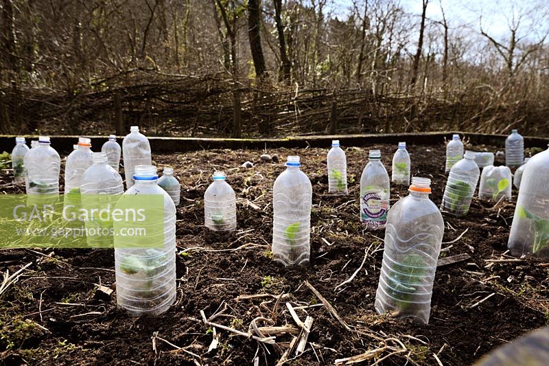 Semis d'automne, plants de Brassica hivernés, plantés au début du printemps sous des bouteilles en plastique recyclé pour la protection contre les intempéries et les parasites