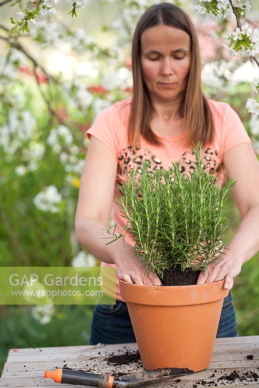 Femme plantant du romarin dans un pot en terre cuite - Raffermissement final du sol avec la main autour de la plante de romarin plantée.