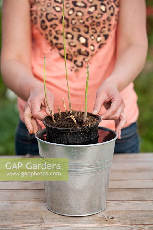 Planter des asperges dans un parterre de fleurs surélevé - Avant de planter, faites tremper la plante dans un seau d'eau pendant quelques heures pour aider à réhydrater les racines.