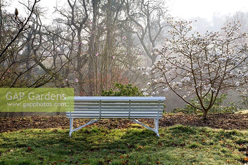 Magnolia 'Robert's Dream à côté d'un banc surplombant la vallée à Sherwood Garden, Devon